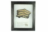 Mammoth Molar Slice With Case - South Carolina #291197-1